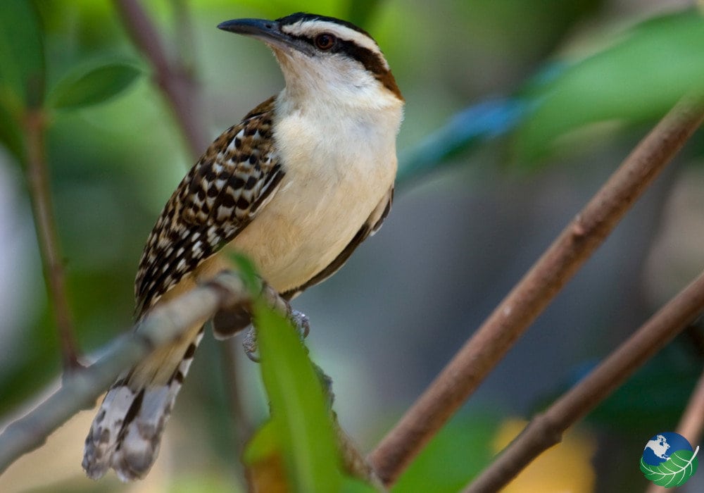 Vida silvestre en Rincón de la Vieja